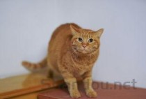 猫咪眼睛外圈发红的问题出在哪？猫咪眼睛外圈发红该用什么办法？