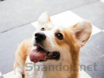 狗产后喘气急促的缘由何在？狗产后喘气急促该咋整？