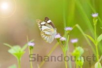 世界上最顶级的螳螂，世界上最强大的螳螂