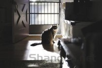 猫咪呕吐没精神是什么原因？猫咪呕吐没精神该怎么解决？