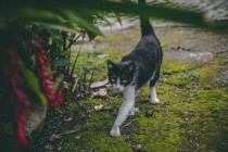 猫咪四肢走路不稳口流粘液是啥情况？要怎么弄？