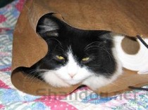 新生猫咪肠外漏是到底怎么了？新生猫咪肠外漏该怎么处理？