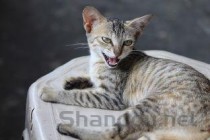 猫肠道胀气是什么原因导致的？猫肠道胀气要怎么改善？