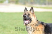 猫咪双眼流泪是什么原因导致的？猫咪双眼流泪该如何是好？