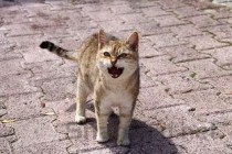 猫咪驱虫后呕吐的问题出在哪？猫咪驱虫后呕吐要怎么改善？