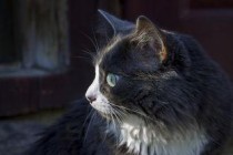 猫咪老打喷嚏眼屎有点多是何原因？要如何应对？