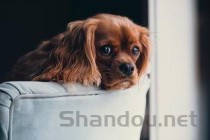 猫咪补液咳嗽是什么原因导致的？猫咪补液咳嗽该如何是好？