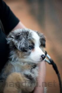 狗狗有个乳房旁边肿了，为何会这样？该如何解决？