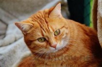 猫猫脸上有红色的痕迹？是什么原因？要怎么改善？