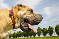 小狗屁股红肿是什么情况？该怎么办？