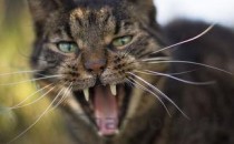 猫咪牙龈红肿掉牙是怎么回事？猫咪牙龈红肿掉牙该如何是好？