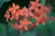 世界上最顶级的红包,王思聪带两位女伴参加好友婚礼，他随礼有多大方？