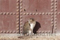 猫咪身上相同的部位老是秃的问题出在哪？怎么弄会好？