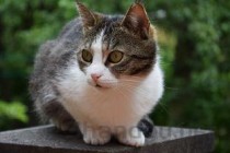 猫咪挑食，尿次数多是何原因？猫咪挑食，尿次数多要怎么调理？