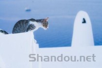 猫咪呕吐拉水是什么原因？猫咪呕吐拉水该怎么解决？