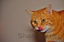 猫咪皮肤瘙痒是何原因？猫咪皮肤瘙痒有什么办法恢复？