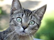 幼猫不喝羊奶粉是啥情况？幼猫不喝羊奶粉该用什么办法？