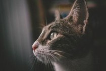 猫咪鼻子不通气打喷嚏是啥情况？有什么办法恢复？