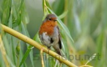 理解世界杯排名，世界杯满意度排名榜前十