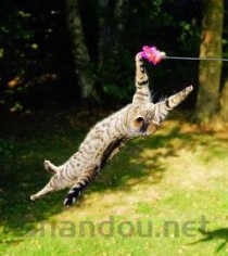 狗狗 右后腿抬起，看起来无力是啥情况？