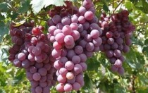 世界上最q的葡萄世界上最好的葡萄品种是什么品种