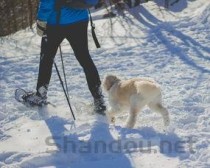 狗狗偶尔走路一拐一拐的是什么缘故？要怎么弄？