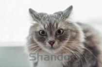 猫咪耳朵内侧红肿是什么原因？猫咪耳朵内侧红肿怎么办？