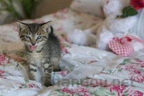 猫咪突然吐黄水有白沫是啥情况？怎么弄会好？