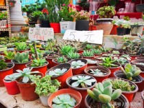 世界水族交易市场排名前十,济南哪里有水族市场