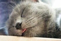 猫老是吐黄水是什么引起的？猫老是吐黄水要怎么改善？