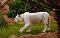 身体是黑白的动物都有哪些世界上最黑白的老虎图片大全