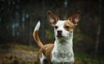 世界前十好看犬类排行榜，世界好看的狗排行