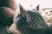 猫咪吐黄水带泡沫拉水便是什么原因？该咋整？