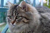 猫咪吐黄水吐猫粮的问题出在哪？猫咪吐黄水吐猫粮该怎么解决？