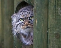 猫头鹰战斗力排行？（世界上最凶狠的人）