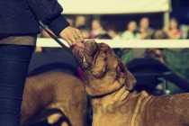 世界上最成功的抢劫，抢劫最厉害的人