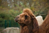 狗狗身上起红点点是啥情况？狗狗身上起红点点要如何应对？