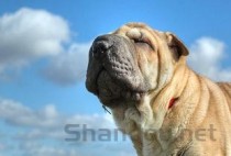 狗狗会拉一次像肉条似的大便的缘由何在？该怎么做才对？