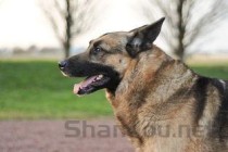 狗打疫苗后拉血是啥情况？该咋整？