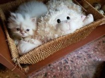 猫咪眼屎多带点褐色是啥情况？猫咪眼屎多带点褐色该怎么解决？