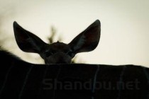 猫咪眼圈发黑是什么引起的？猫咪眼圈发黑怎么办？