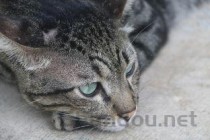 猫咪眼睛下边掉毛是怎么回事？猫咪眼睛下边掉毛该用什么办法？