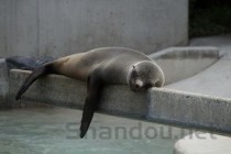 猫咪嗜睡呕吐是什么原因导致的？猫咪嗜睡呕吐有什么办法恢复？