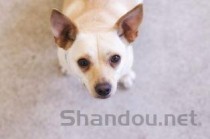 狗狗掉毛皮肤颜色也变黑是咋回事？要怎么应对？