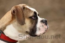 公猫尿血怎么治疗是什么原因？公猫尿血怎么治疗该如何是好？