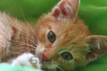 母猫绝育后还出现发情，为何会这样？要怎么弄？