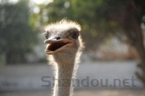 世界名曲经典大全，世界名曲经典前十完整版