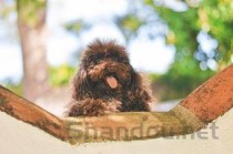 狗狗容易激动咳嗽舌头会发紫是什么情况？该怎么处理才对？