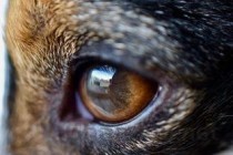 猫咪流口水流鼻涕流眼泪是什么原因导致的？该怎么解决？