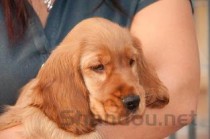 狗的胸部有明显的硬块是什么情况？狗的胸部有明显的硬块该怎么做才对？